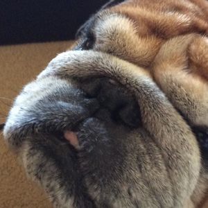 Meet your Posher, Bruce